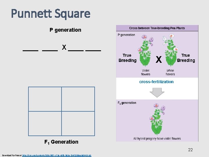 Punnett Square P generation ____ X ____ F 1 Generation 22 Download for free
