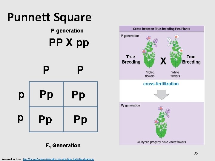 Punnett Square P generation PP X pp P P p Pp Pp F 1