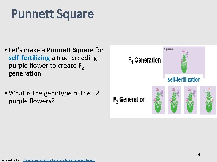Punnett Square • Let’s make a Punnett Square for self-fertilizing a true-breeding purple flower