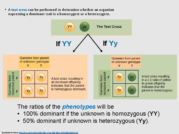  • A test cross can be performed to determine whether an organism expressing