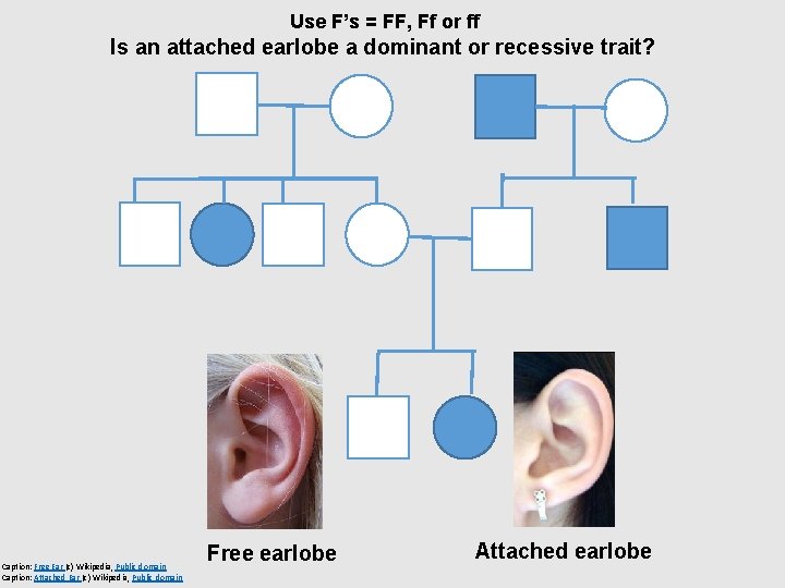 Use F’s = FF, Ff or ff Is an attached earlobe a dominant or