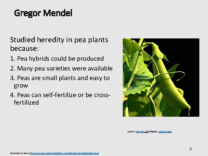 Gregor Mendel Studied heredity in pea plants because: 1. Pea hybrids could be produced