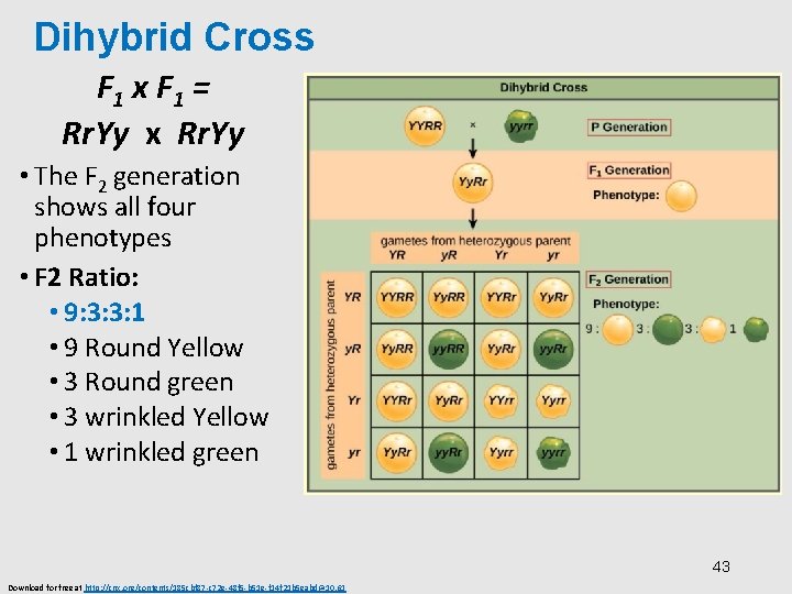 Dihybrid Cross F 1 x F 1 = Rr. Yy x Rr. Yy •