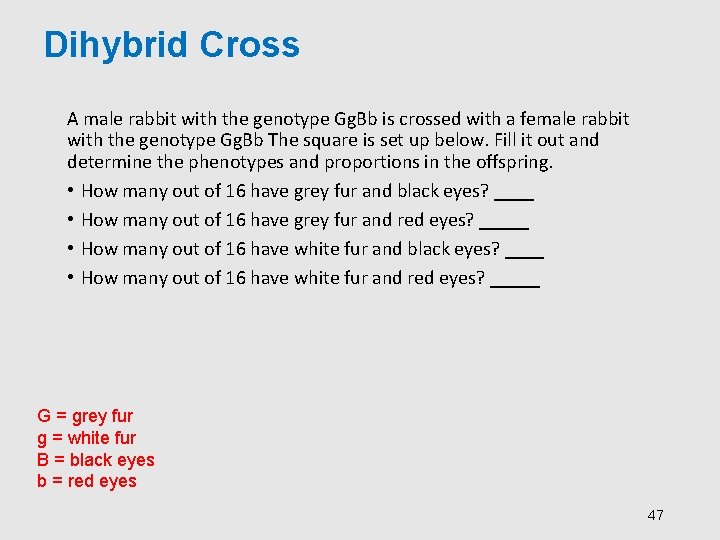 Dihybrid Cross A male rabbit with the genotype Gg. Bb is crossed with a