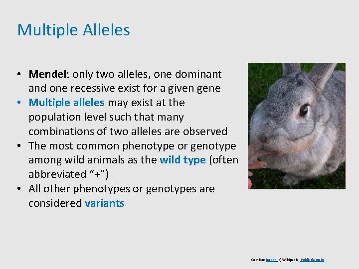 Multiple Alleles • Mendel: only two alleles, one dominant and one recessive exist for