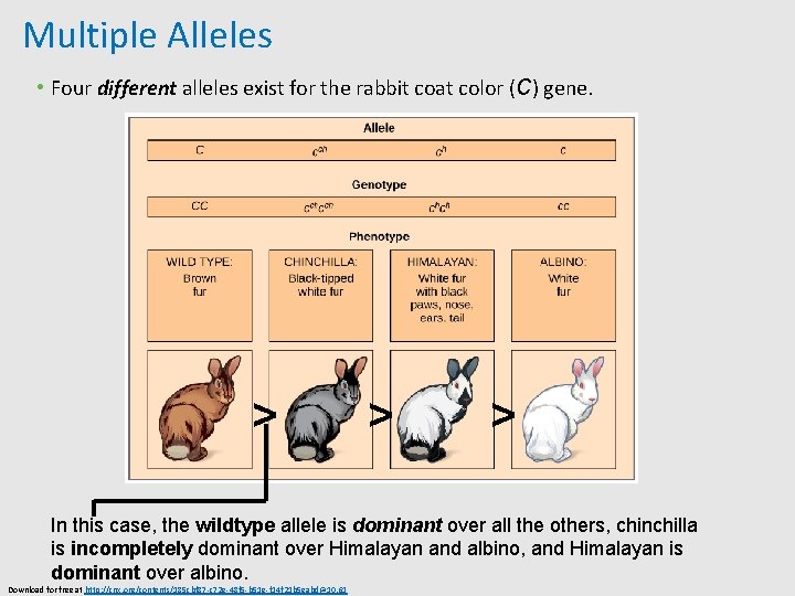 Multiple Alleles • Four different alleles exist for the rabbit coat color (C) gene.