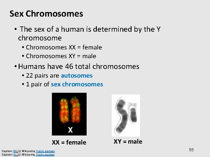 Sex Chromosomes • The sex of a human is determined by the Y chromosome