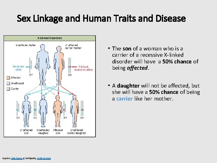 Sex Linkage and Human Traits and Disease • The son of a woman who