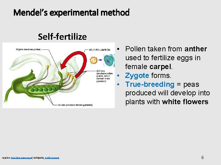 Mendel’s experimental method Self-fertilize • Pollen taken from anther used to fertilize eggs in