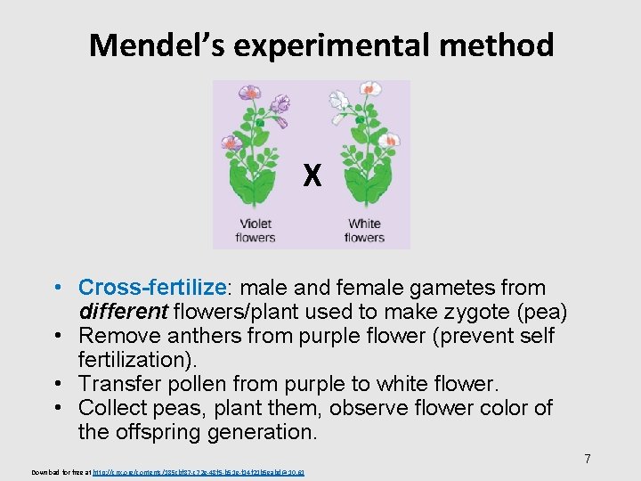 Mendel’s experimental method X • Cross-fertilize: male and female gametes from different flowers/plant used
