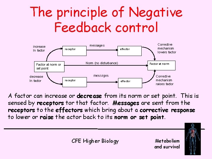 The principle of Negative Feedback control increase In factor messages receptor Norm (no disturbance)