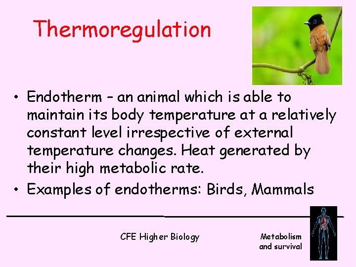 Thermoregulation • Endotherm – an animal which is able to maintain its body temperature