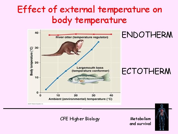 Effect of external temperature on body temperature ENDOTHERM ECTOTHERM CFE Higher Biology Metabolism and