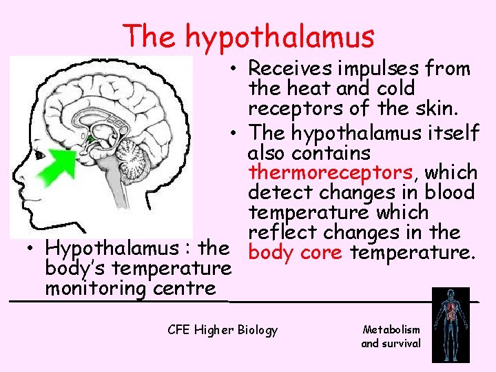 The hypothalamus • Receives impulses from the heat and cold receptors of the skin.