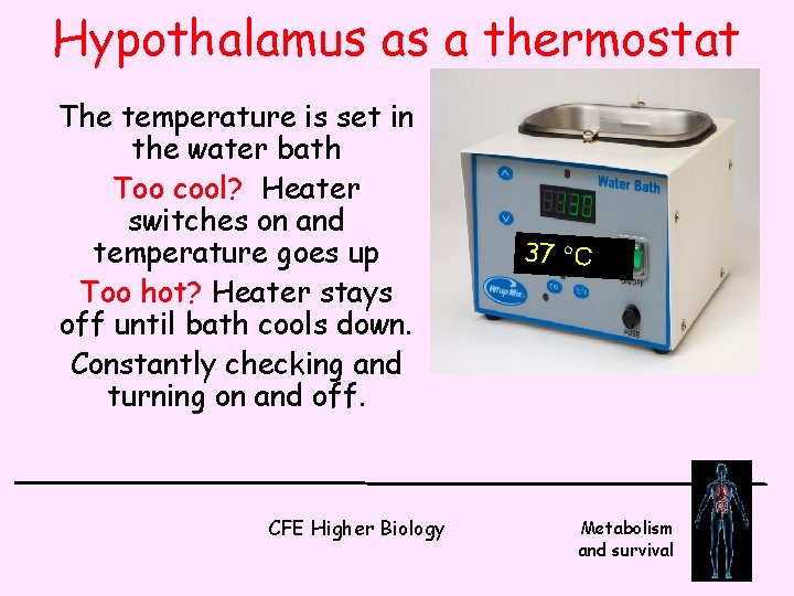 Hypothalamus as a thermostat The temperature is set in the water bath Too cool?