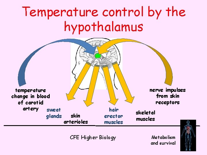 Temperature control by the hypothalamus temperature change in blood of carotid artery sweat glands