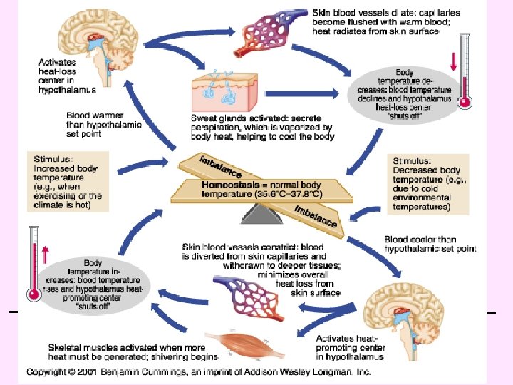 CFE Higher Biology Metabolism and survival 