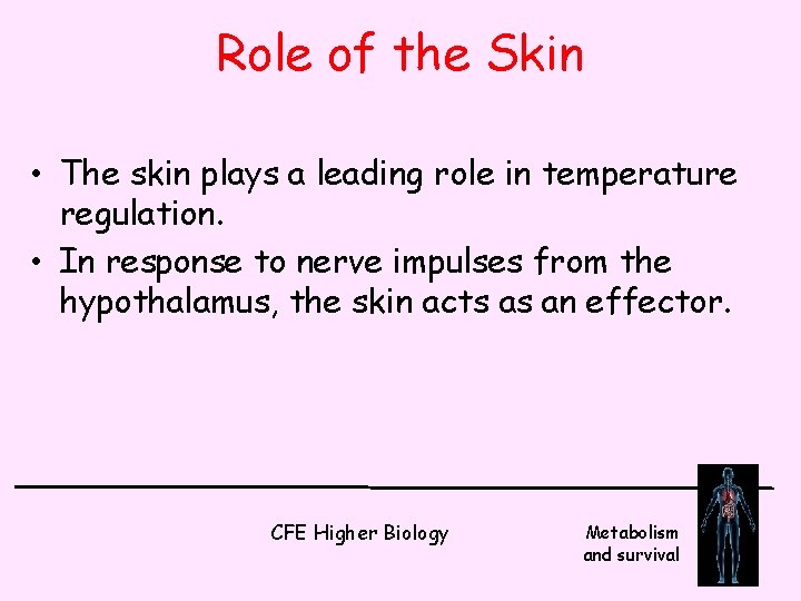 Role of the Skin • The skin plays a leading role in temperature regulation.