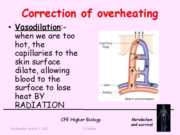 Correction of overheating • Vasodilation: when we are too hot, the capillaries to the