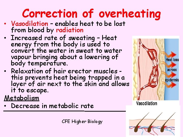Correction of overheating • Vasodilation – enables heat to be lost from blood by