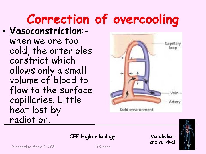 Correction of overcooling • Vasoconstriction: when we are too cold, the arterioles constrict which