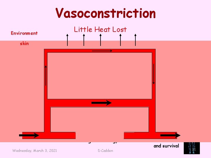 Vasoconstriction Environment Little Heat Lost skin CFE Higher Biology Wednesday, March 3, 2021 D