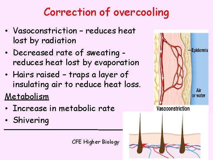 Correction of overcooling • Vasoconstriction – reduces heat lost by radiation • Decreased rate