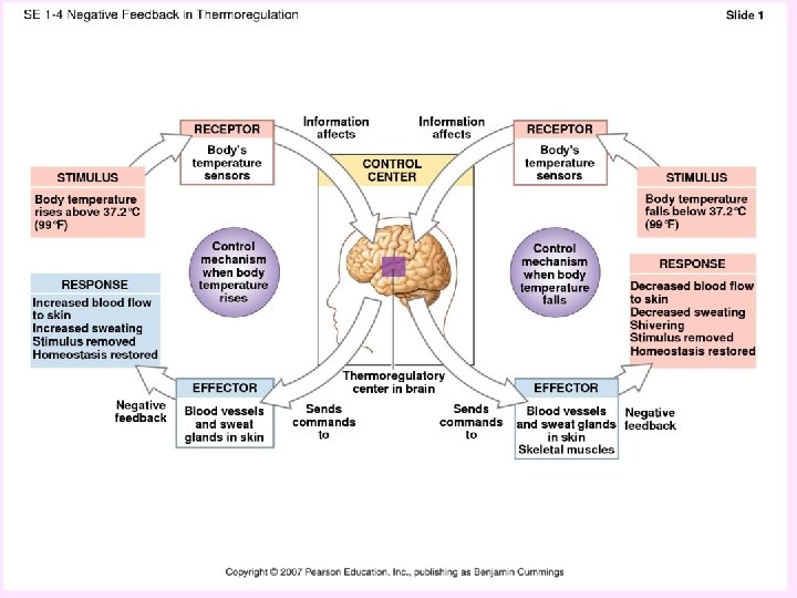 CFE Higher Biology Metabolism and survival 