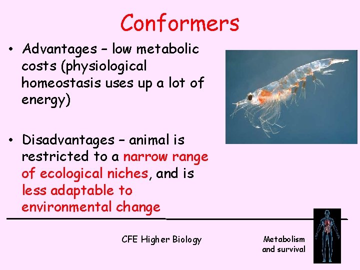 Conformers • Advantages – low metabolic costs (physiological homeostasis uses up a lot of