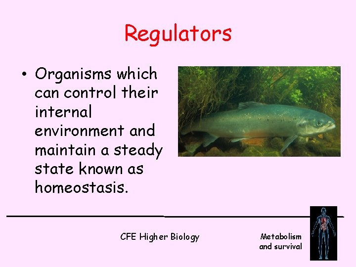 Regulators • Organisms which can control their internal environment and maintain a steady state