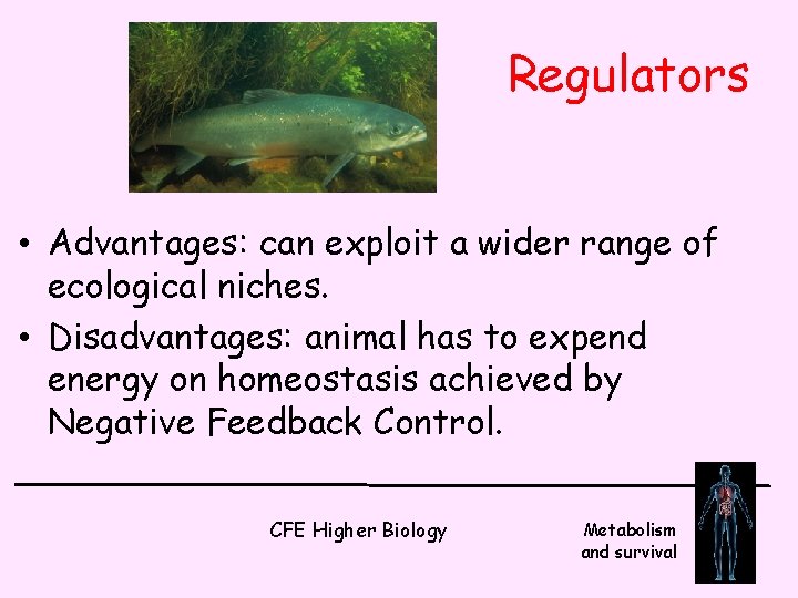 Regulators • Advantages: can exploit a wider range of ecological niches. • Disadvantages: animal