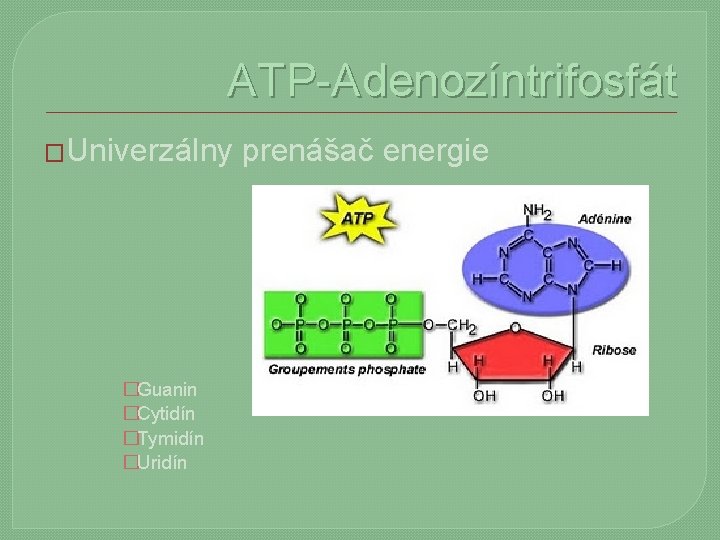 ATP-Adenozíntrifosfát �Univerzálny �Guanin �Cytidín �Tymidín �Uridín prenášač energie 