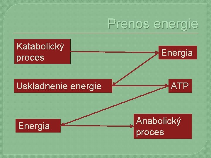 Prenos energie Katabolický proces Uskladnenie energie Energia ATP Anabolický proces 