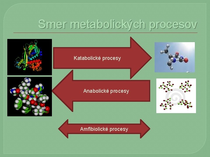 Smer metabolických procesov Katabolické procesy Anabolické procesy Amfibiolické procesy 