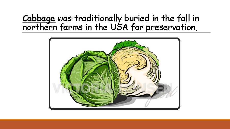 Cabbage was traditionally buried in the fall in northern farms in the USA for