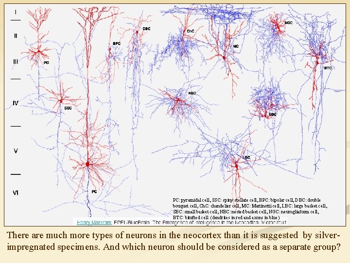 PC: pyramidal cell, SSC: spiny stellate cell, BPC: bipolar cell, DBC: double bouquet cell,