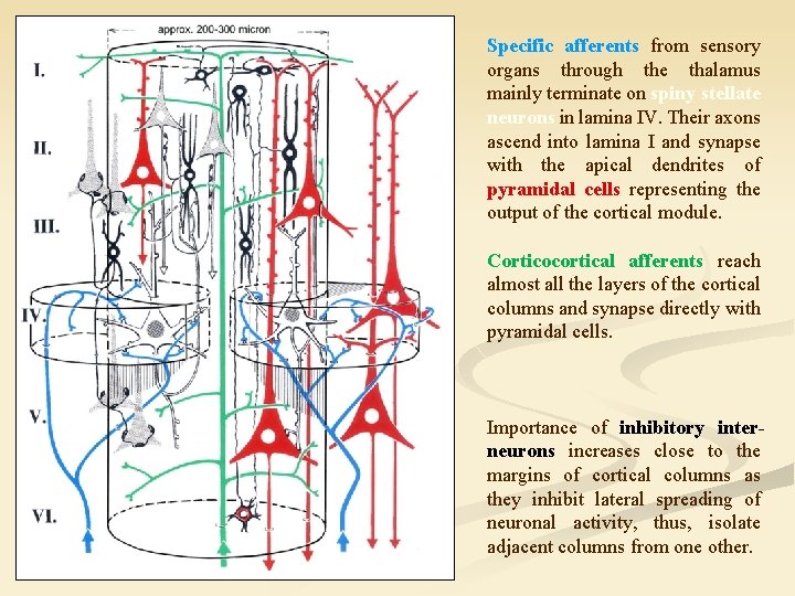 Specific afferents from sensory organs through the thalamus mainly terminate on spiny stellate neurons