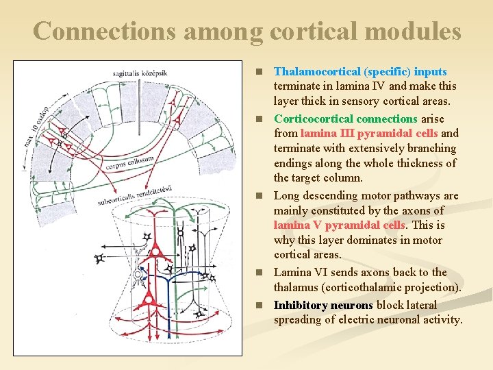 Connections among cortical modules n n n Thalamocortical (specific) inputs terminate in lamina IV