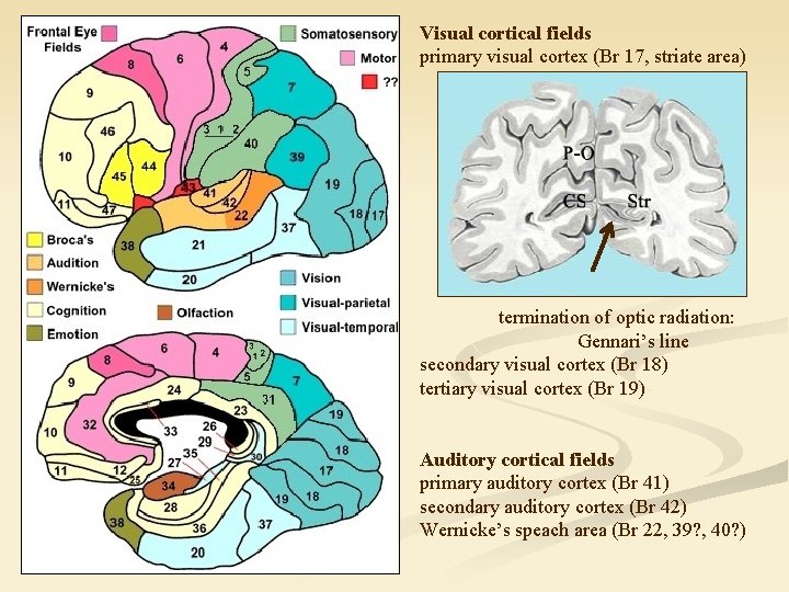 Visual cortical fields primary visual cortex (Br 17, striate area) termination of optic radiation: