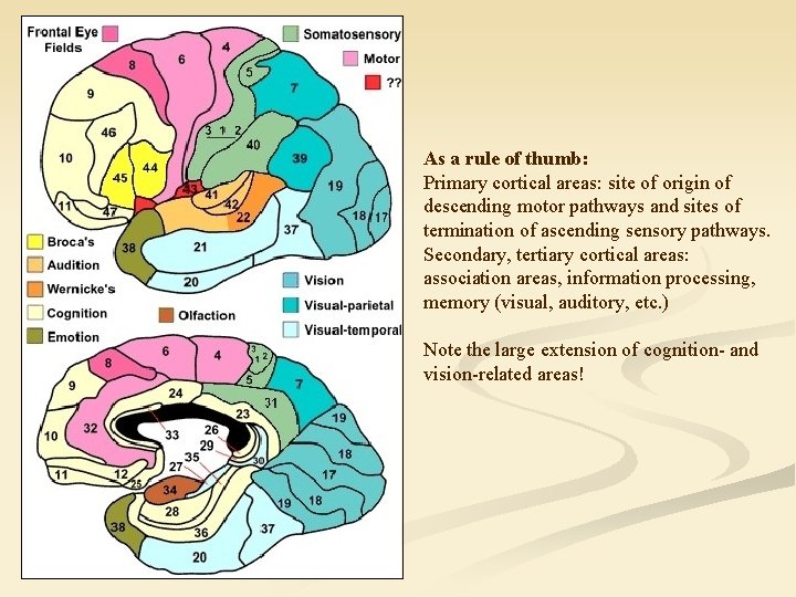 As a rule of thumb: Primary cortical areas: site of origin of descending motor