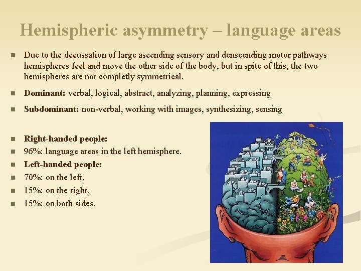 Hemispheric asymmetry – language areas n Due to the decussation of large ascending sensory