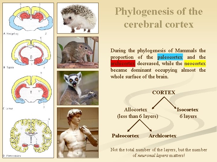 Phylogenesis of the cerebral cortex During the phylogenesis of Mammals the proportion of the