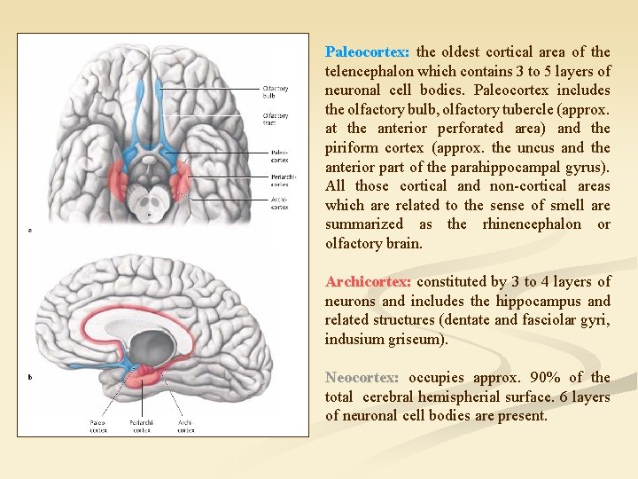 Paleocortex: the oldest cortical area of the telencephalon which contains 3 to 5 layers