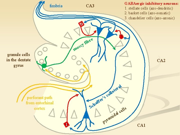 fimbria GABAergic inhibitory neurons: 1. stellate cells (axo-dendritic) 2. basket cells (axo-somatic) 3. chandelier