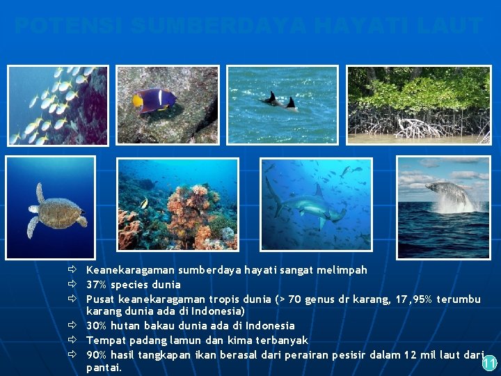 POTENSI SUMBERDAYA HAYATI LAUT ð Keanekaragaman sumberdaya hayati sangat melimpah ð 37% species dunia