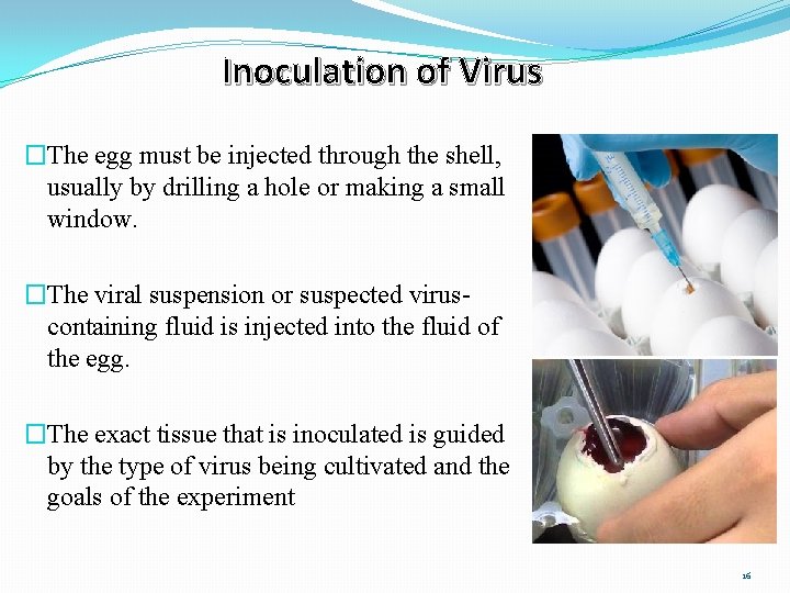 Inoculation of Virus �The egg must be injected through the shell, usually by drilling