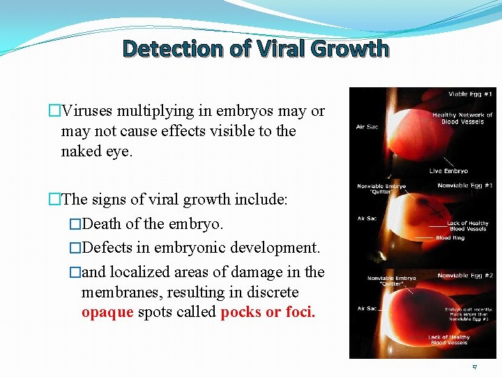 Detection of Viral Growth �Viruses multiplying in embryos may or may not cause effects