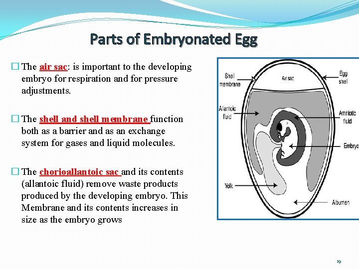 Parts of Embryonated Egg � The air sac: is important to the developing embryo