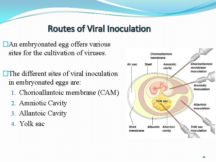 Routes of Viral Inoculation �An embryonated egg offers various sites for the cultivation of