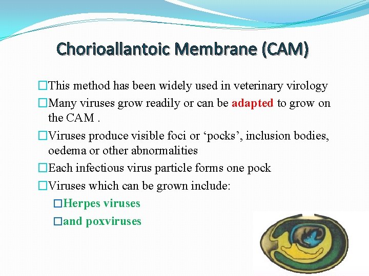 Chorioallantoic Membrane (CAM) �This method has been widely used in veterinary virology �Many viruses